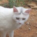 Profile photo of S K